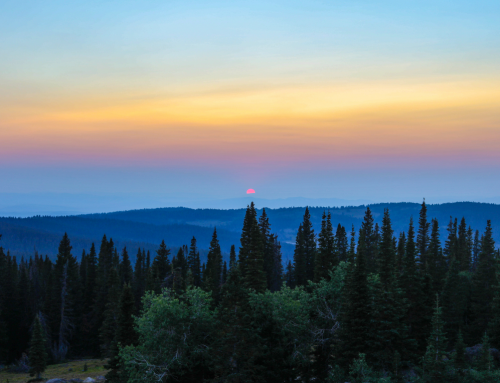 Trees: Why We Should Love & Protect Them