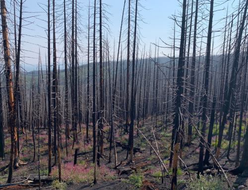 Intern Highlight: Targeted Reforestation in Burn Scars